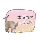 猫たちのリアルタッチ吹き出し（個別スタンプ：13）