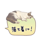 猫たちのリアルタッチ吹き出し（個別スタンプ：16）