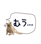 猫たちのリアルタッチ吹き出し（個別スタンプ：21）