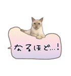 猫たちのリアルタッチ吹き出し（個別スタンプ：23）