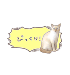 猫たちのリアルタッチ吹き出し（個別スタンプ：24）