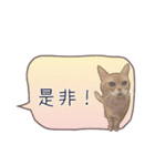 猫たちのリアルタッチ吹き出し（個別スタンプ：25）