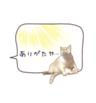 猫たちのリアルタッチ吹き出し（個別スタンプ：26）