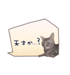 猫たちのリアルタッチ吹き出し（個別スタンプ：29）