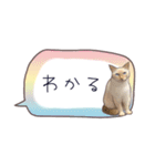 猫たちのリアルタッチ吹き出し（個別スタンプ：30）