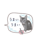 猫たちのリアルタッチ吹き出し（個別スタンプ：35）