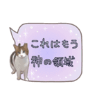 猫たちのリアルタッチ吹き出し（個別スタンプ：39）