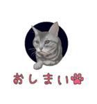 猫たちのリアルタッチ吹き出し（個別スタンプ：40）