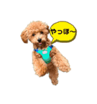 Toy poodles♡（個別スタンプ：1）