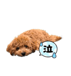 Toy poodles♡（個別スタンプ：2）