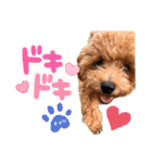 Toy poodles♡（個別スタンプ：6）