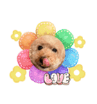 Toy poodles♡（個別スタンプ：19）