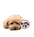 Toy poodles♡（個別スタンプ：20）