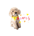 Toy poodles♡（個別スタンプ：21）