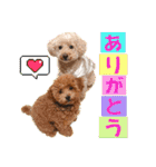 Toy poodles♡（個別スタンプ：23）