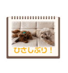 Toy poodles♡（個別スタンプ：24）
