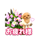 トイプーティナちゃん10お花とデカ文字編（個別スタンプ：1）