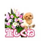 トイプーティナちゃん10お花とデカ文字編（個別スタンプ：2）