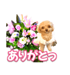 トイプーティナちゃん10お花とデカ文字編（個別スタンプ：3）