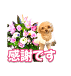 トイプーティナちゃん10お花とデカ文字編（個別スタンプ：4）