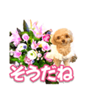 トイプーティナちゃん10お花とデカ文字編（個別スタンプ：5）