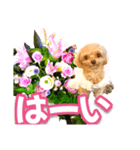 トイプーティナちゃん10お花とデカ文字編（個別スタンプ：6）