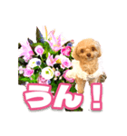 トイプーティナちゃん10お花とデカ文字編（個別スタンプ：7）