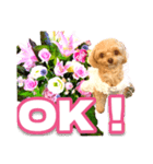 トイプーティナちゃん10お花とデカ文字編（個別スタンプ：8）