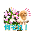 トイプーティナちゃん10お花とデカ文字編（個別スタンプ：11）