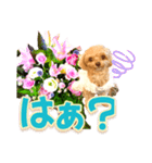 トイプーティナちゃん10お花とデカ文字編（個別スタンプ：12）