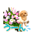 トイプーティナちゃん10お花とデカ文字編（個別スタンプ：13）