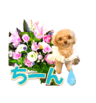 トイプーティナちゃん10お花とデカ文字編（個別スタンプ：14）
