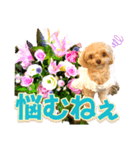 トイプーティナちゃん10お花とデカ文字編（個別スタンプ：15）