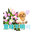トイプーティナちゃん10お花とデカ文字編（個別スタンプ：16）