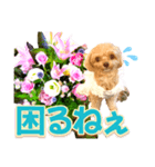 トイプーティナちゃん10お花とデカ文字編（個別スタンプ：17）