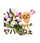 トイプーティナちゃん10お花とデカ文字編（個別スタンプ：19）