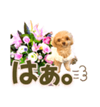 トイプーティナちゃん10お花とデカ文字編（個別スタンプ：20）