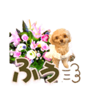 トイプーティナちゃん10お花とデカ文字編（個別スタンプ：21）