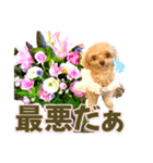 トイプーティナちゃん10お花とデカ文字編（個別スタンプ：23）