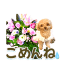 トイプーティナちゃん10お花とデカ文字編（個別スタンプ：24）