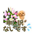 トイプーティナちゃん10お花とデカ文字編（個別スタンプ：25）