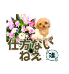 トイプーティナちゃん10お花とデカ文字編（個別スタンプ：26）