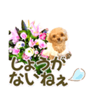 トイプーティナちゃん10お花とデカ文字編（個別スタンプ：27）