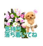 トイプーティナちゃん10お花とデカ文字編（個別スタンプ：28）