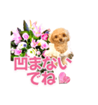 トイプーティナちゃん10お花とデカ文字編（個別スタンプ：29）