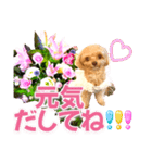 トイプーティナちゃん10お花とデカ文字編（個別スタンプ：30）