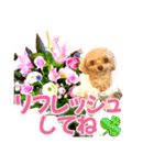 トイプーティナちゃん10お花とデカ文字編（個別スタンプ：31）