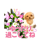 トイプーティナちゃん10お花とデカ文字編（個別スタンプ：32）