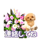 トイプーティナちゃん10お花とデカ文字編（個別スタンプ：33）