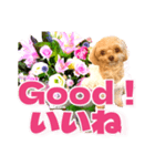 トイプーティナちゃん10お花とデカ文字編（個別スタンプ：34）